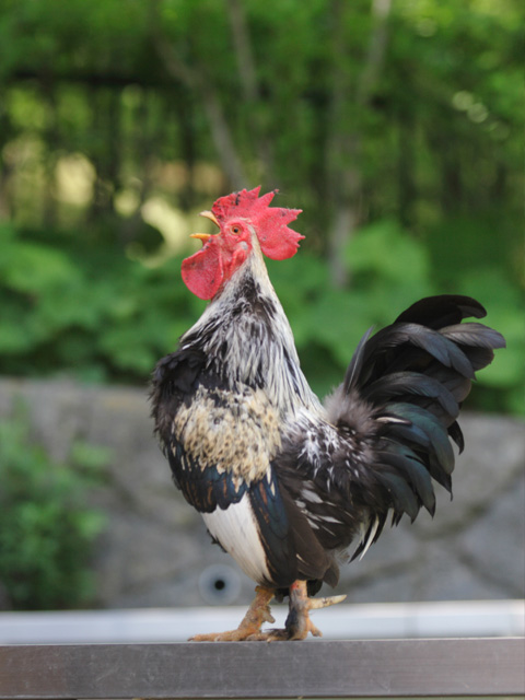 ニワトリにまつわる日本神話と鳥にまつわるクイズ エレファント トーク